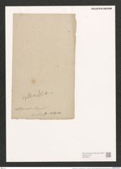 Synedra ulna var. vitrea (Bory Kuetz.) V. H. (de-Toni-Nr.: Genus 66, Species 2584) Zeichnungen Sammlung Grunow (NHMW-BOT-W0373613)
